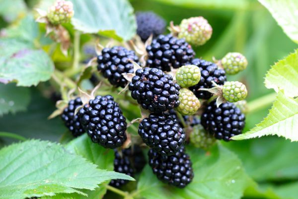 Blackberry Bush Removal in Rockford
