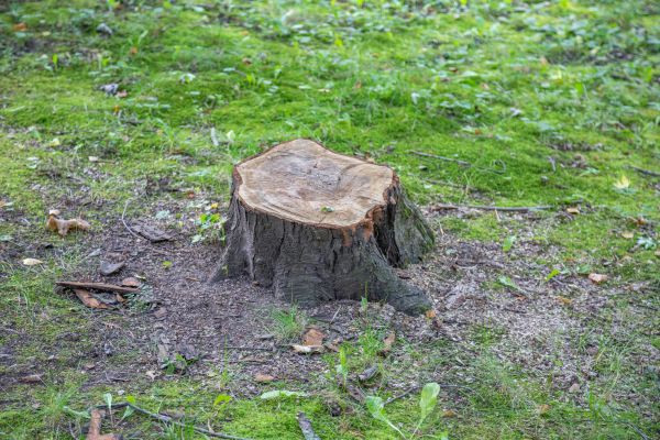 Bush Stump Removal in Rockford