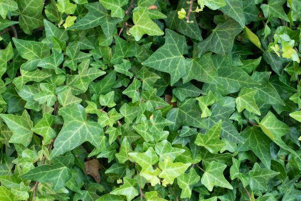 English Ivy Removal in Rockford