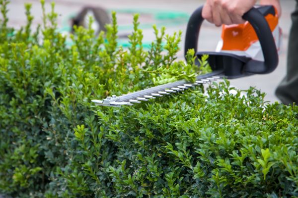 Hedge Pruning in Rockford