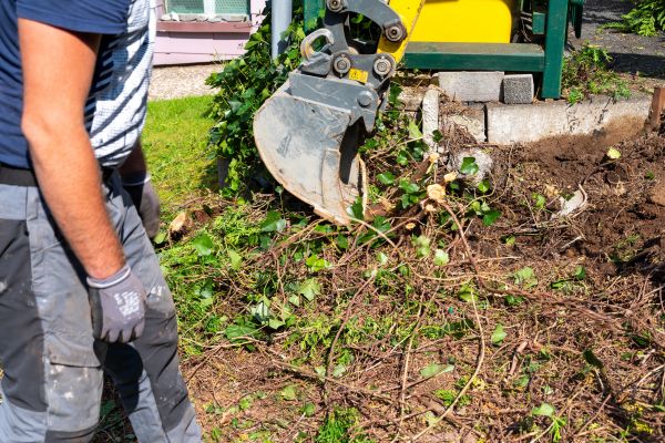 Hedge Removal Service in Rockford