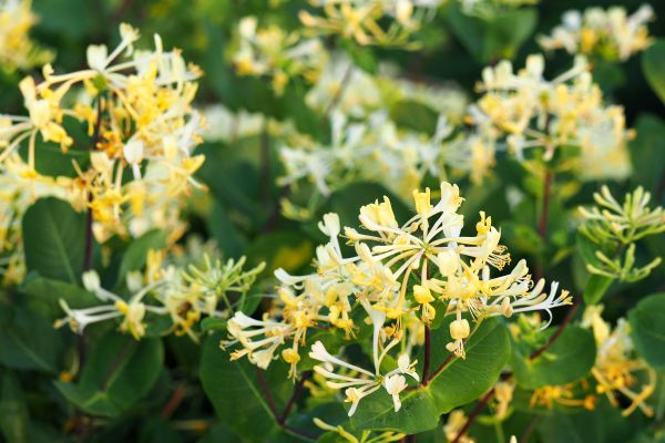 Honeysuckle Removal in Rockford