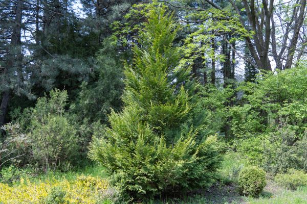 Juniper Pruning in Rockford
