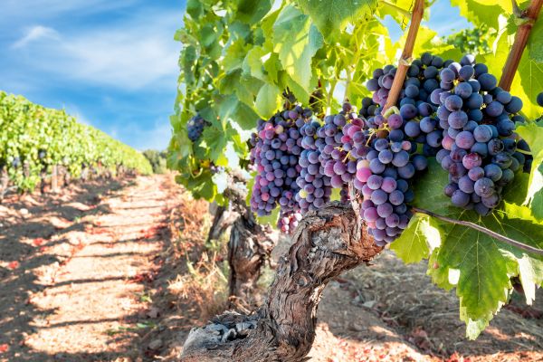 Cost of Grapevine Pruning in Rockford
