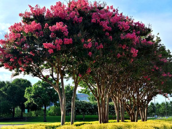 Cost of Crepe Myrtle Pruning in Rockford