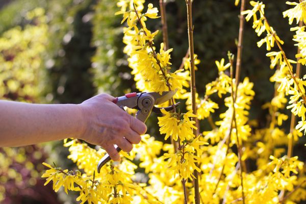 Forsythia Pruning in Rockford