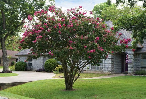 Crepe Myrtle Trimming in Rockford