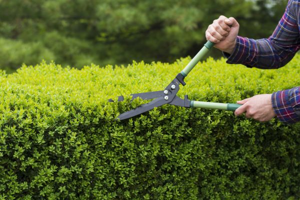 Evergreen Shrub Pruning in Rockford