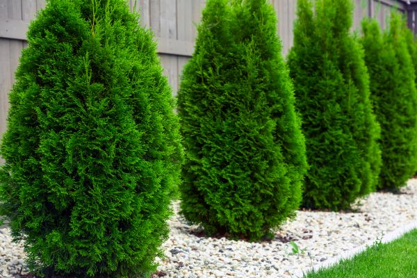 Arborvitae Shaping in Rockford