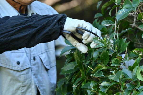 Holly Pruning in Rockford