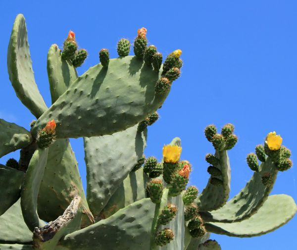 Cactus Removal in Rockford