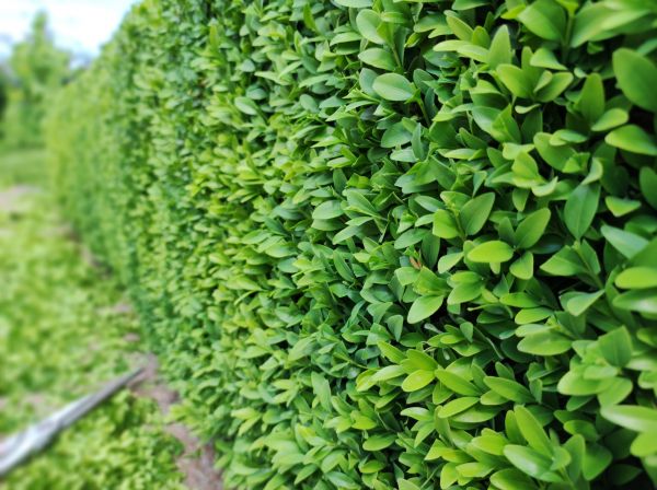 Cost of Boxwood Pruning in Rockford