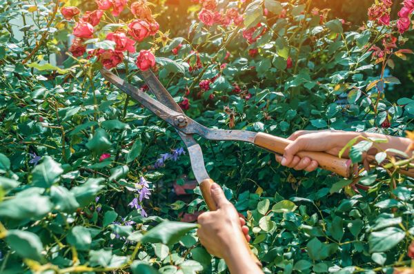 Knockout Roses Pruning in Rockford