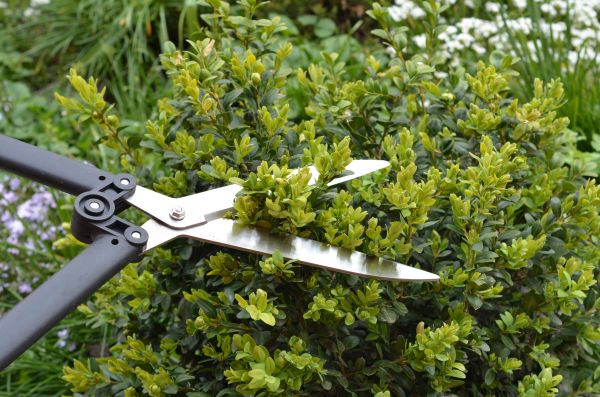 Cost of Boxwood Trimming in Rockford
