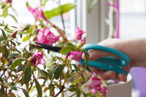 Azalea Pruning in Rockford