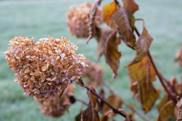 Cost of Hydrangea Removal in Rockford