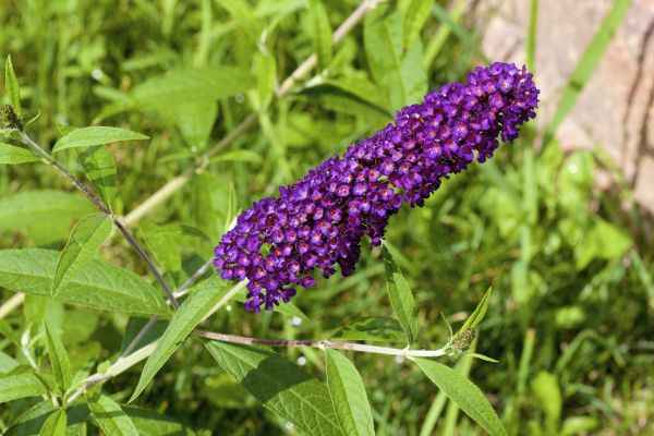 Butterfly Bush Pruning in Rockford