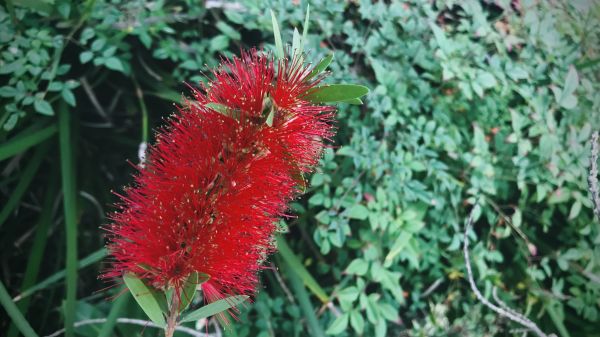 Bottlebrush Pruning in Rockford