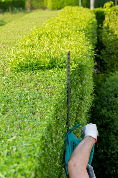 Hedge Trimming in Rockford