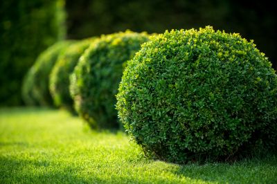 Trimmed and Shaped Shrubs