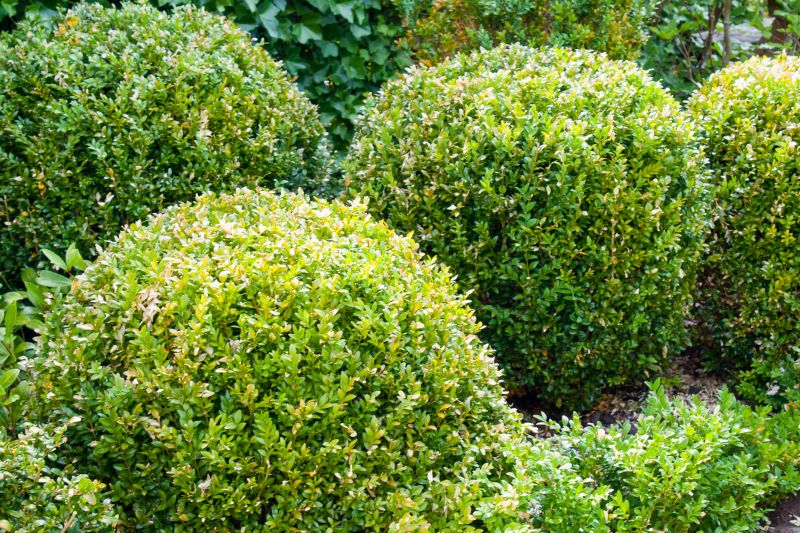 Trimmed Shrubs in Winter