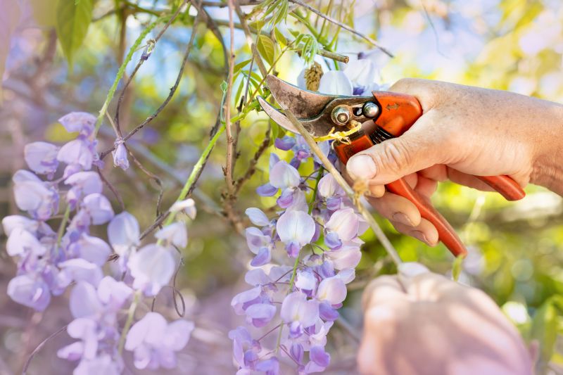 Weigela Pruning Service